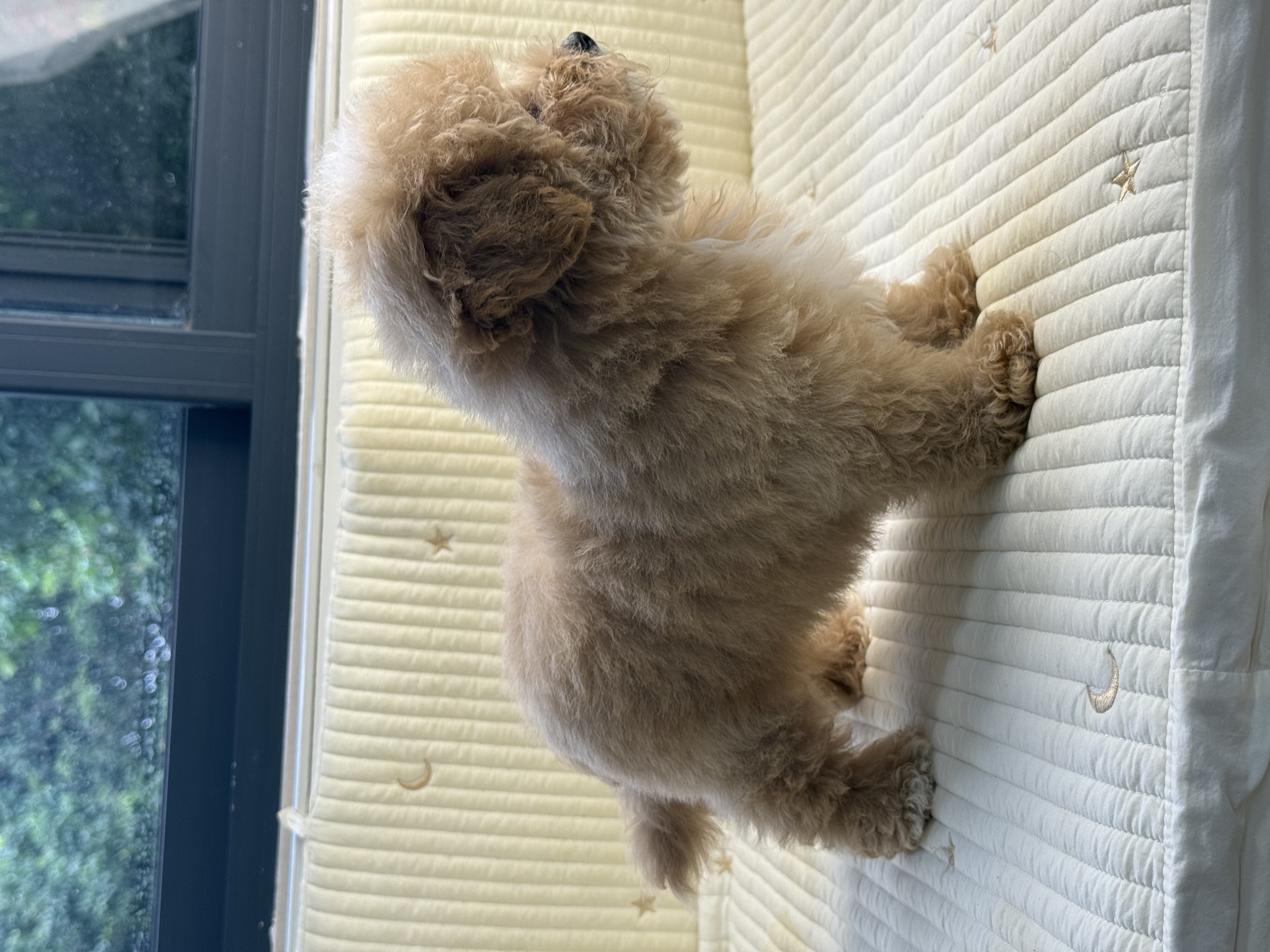 精品 泰迪熊 花色好 毛量厚